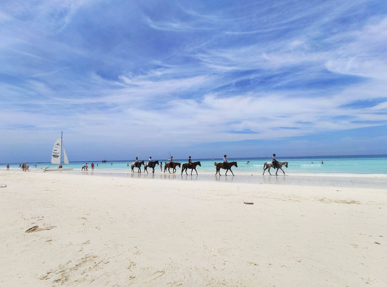 zanzibar zwierzęta konie na plaży