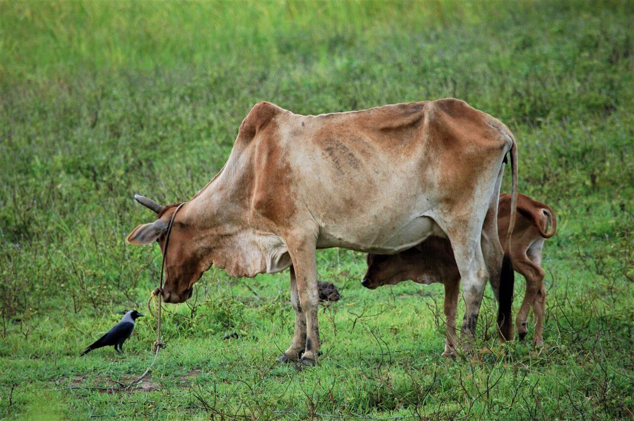 zanzibar zwierzęta krowa z ptakiem