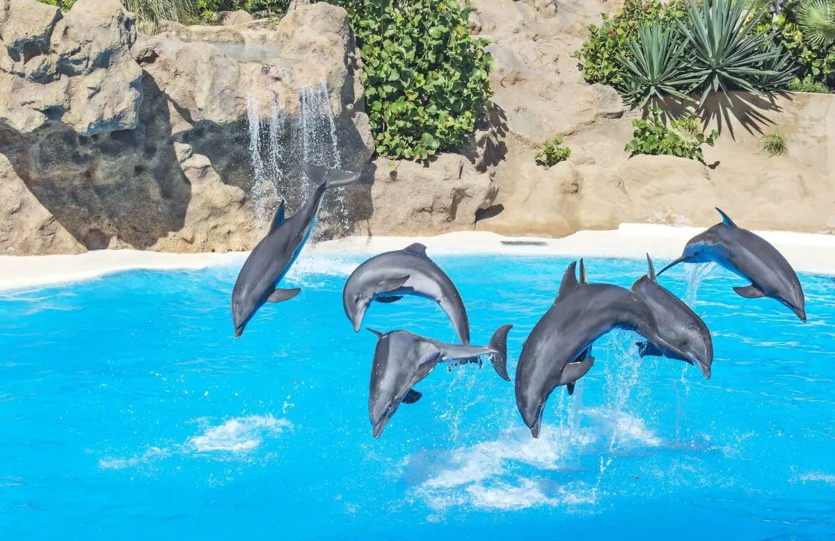 loro park skaczące delfiny