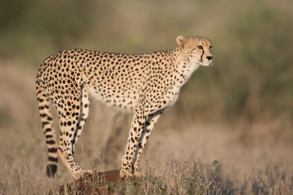 cheetah's rock