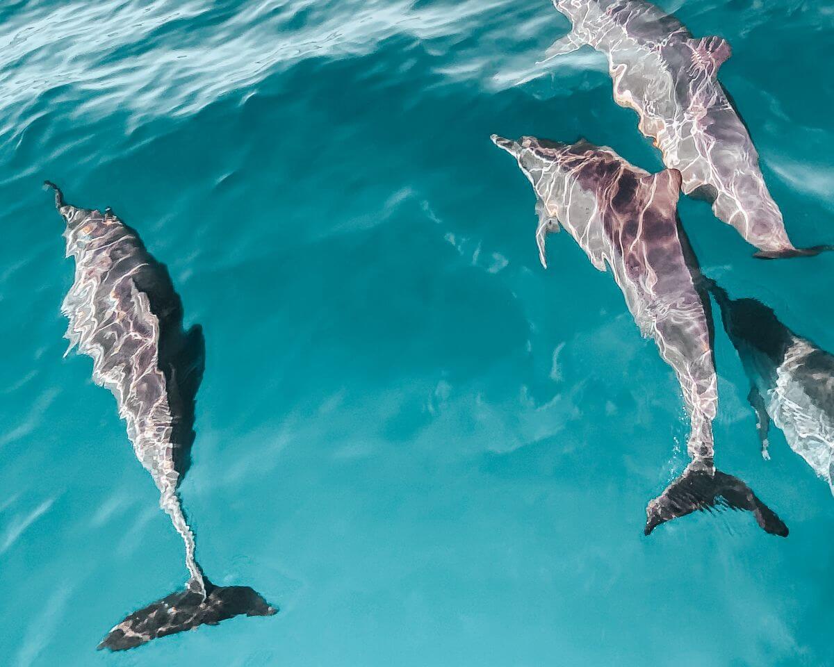 delfiny hurghada delfiny widoczne przez krystalicznie czystą wodę