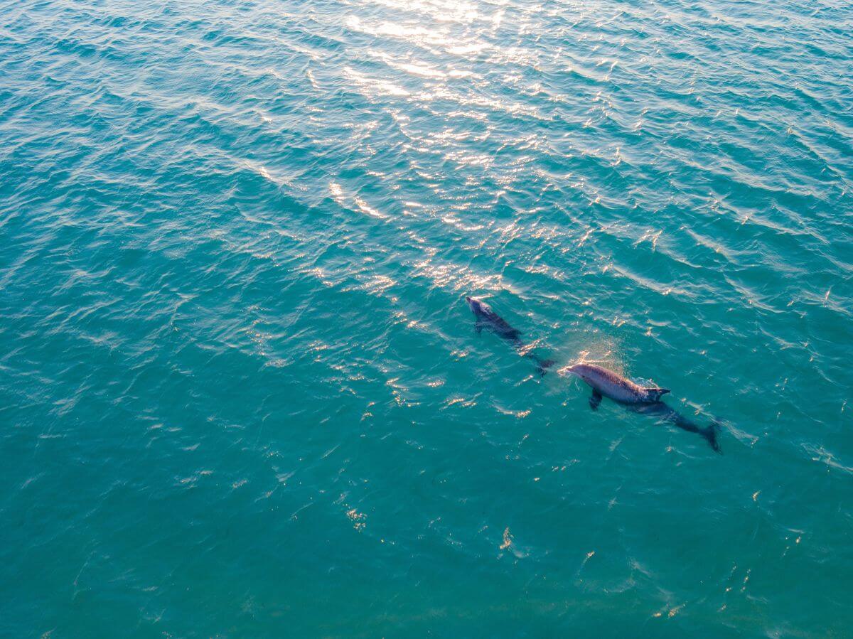 delfiny hurghada dwa delfiny