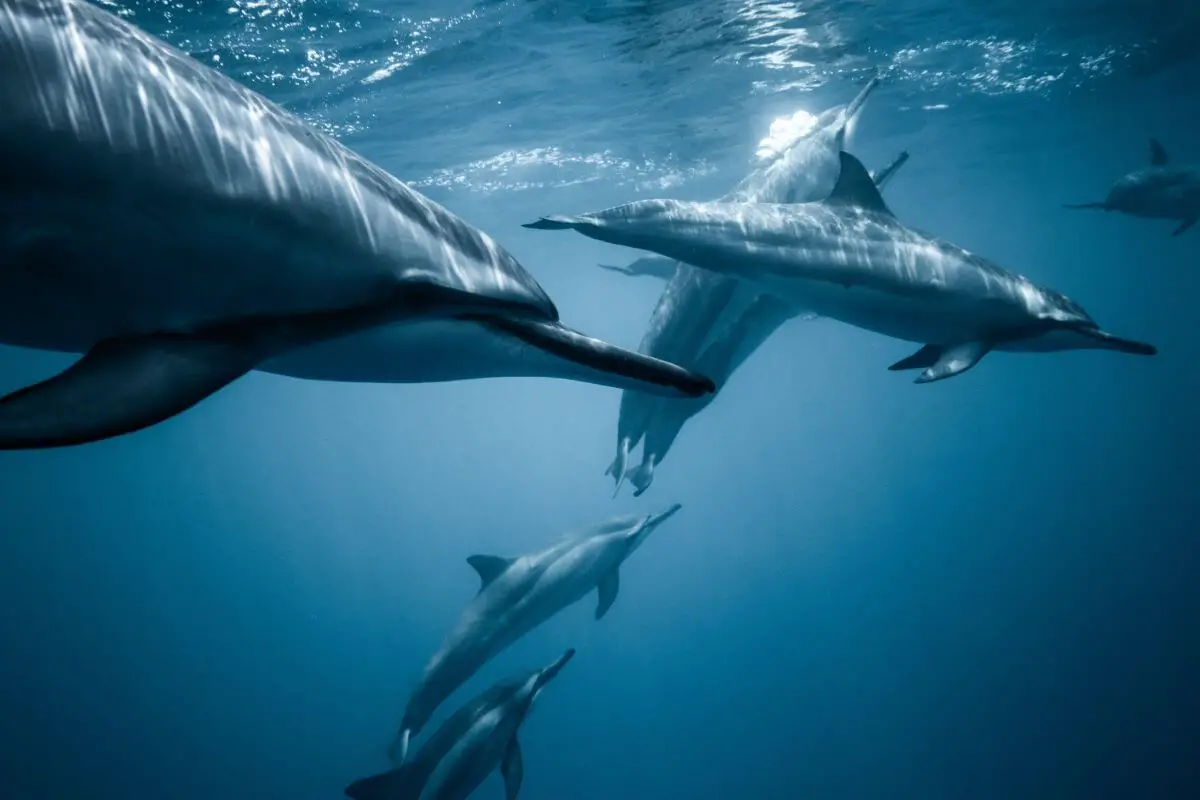 delfiny hurghada wiele delfinów