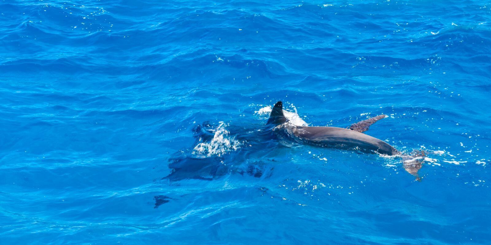 delfiny hurghada