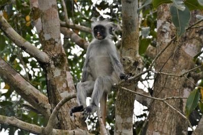 Michamvi Zanzibar Park Narodowy Jozani Forest