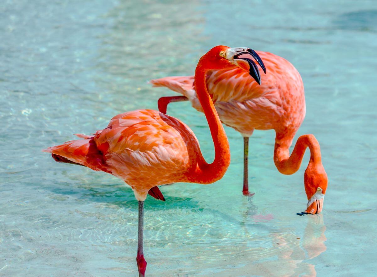 aruba flamingi