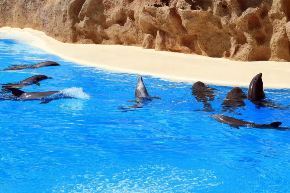 teneryfa ceny atrakcje delfiny