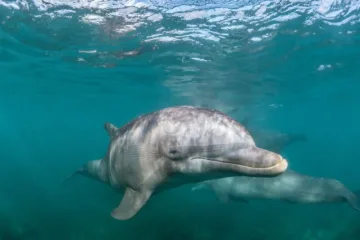 teneryfa delfiny