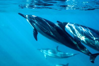 Zanzibar atrakcje park Jozani i spotkanie z delfinami