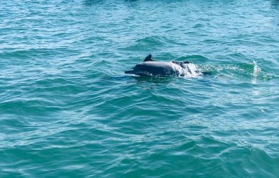 Benalmadena rejs łodzią z obserwacją delfinów