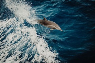 Estepona rejs z obserwacją delfinów - bilety