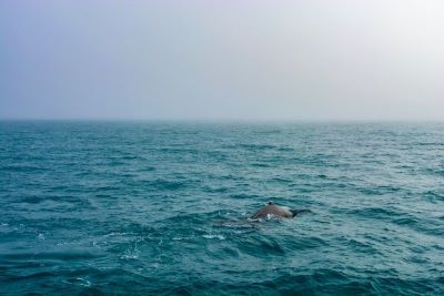 Fuengirola rejs z obserwacją delfinów
