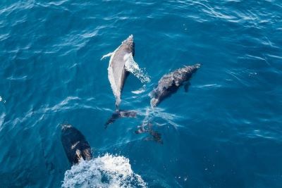 Santa Ponsa rejs z oglądaniem delfinów