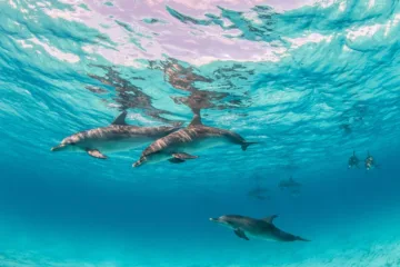 Rekiny w Morzu Śródziemnym