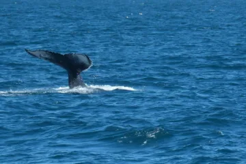 Reykjavik wieloryby