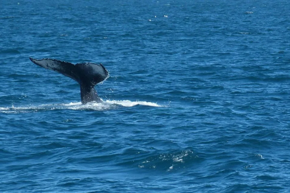 Reykjavik wieloryby