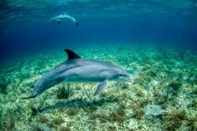 Marsa Alam snorkeling z delfinami bilety
