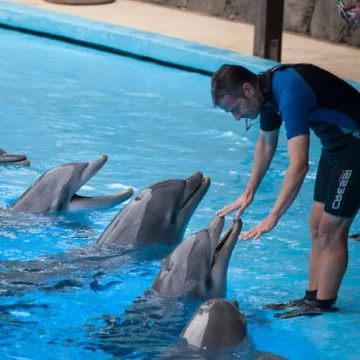 gran canaria delfiny