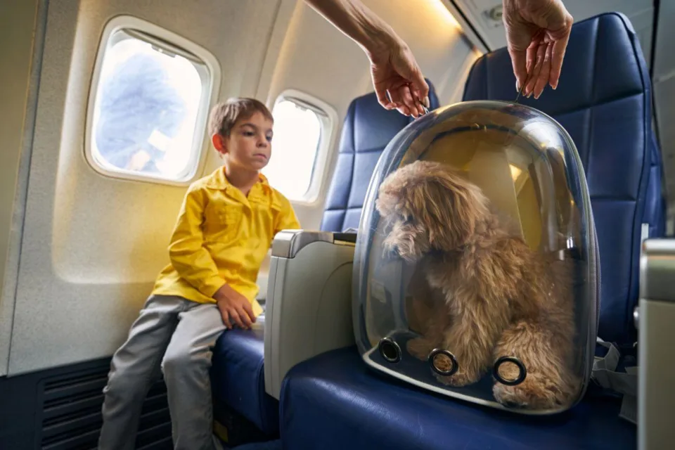 przewóz psa samolotem