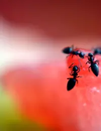 mrówki w samolocie