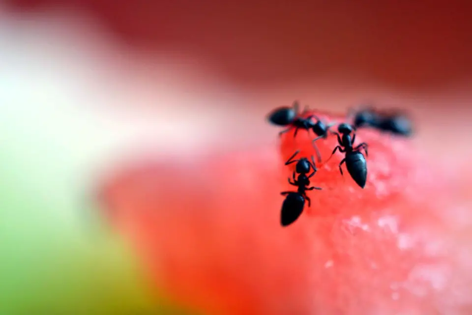 mrówki w samolocie
